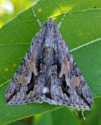 Merry Graphic Moth