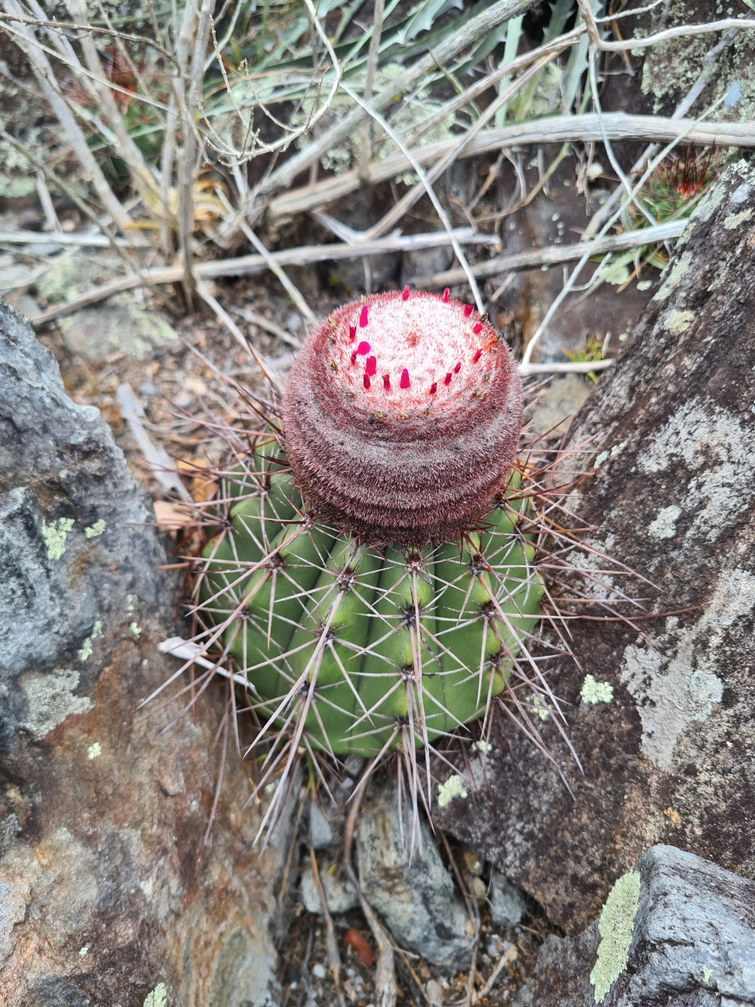 Melocactus ernestii