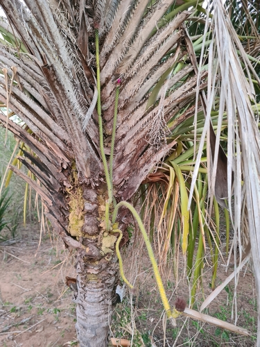 Arrojadoa penicillata