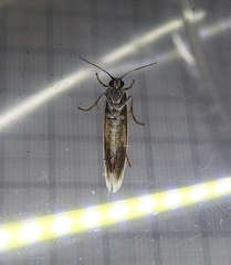 Prodoxidae