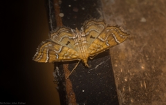 Musotima ochropteralis