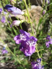 Penstemon neomexicanus