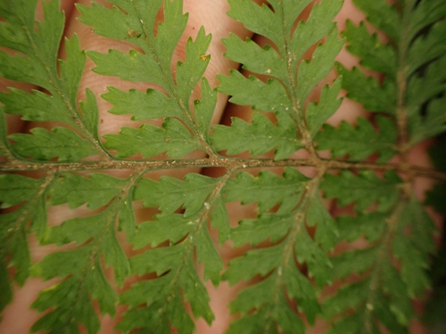 Image of Parapolystichum microsorum by (c) Benjamin Lavin, some rights reserved (CC BY)