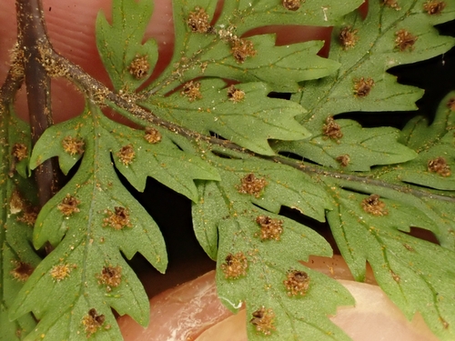 Image of Parapolystichum microsorum by (c) Benjamin Lavin, some rights reserved (CC BY)