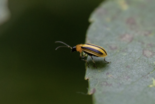 Striped cucumber beetle