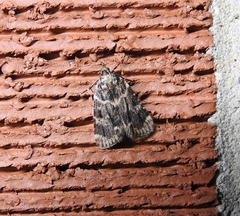 Aglossa caprealis