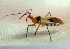 Castolus plagiaticollis