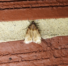 Aglossa