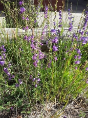 Penstemon neomexicanus