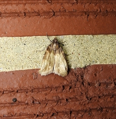 Aglossa