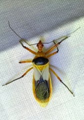 Castolus plagiaticollis