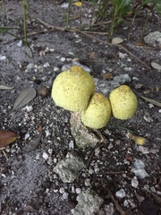 Leucocoprinus birnbaumii image
