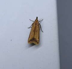 Dichomeris heriguronis