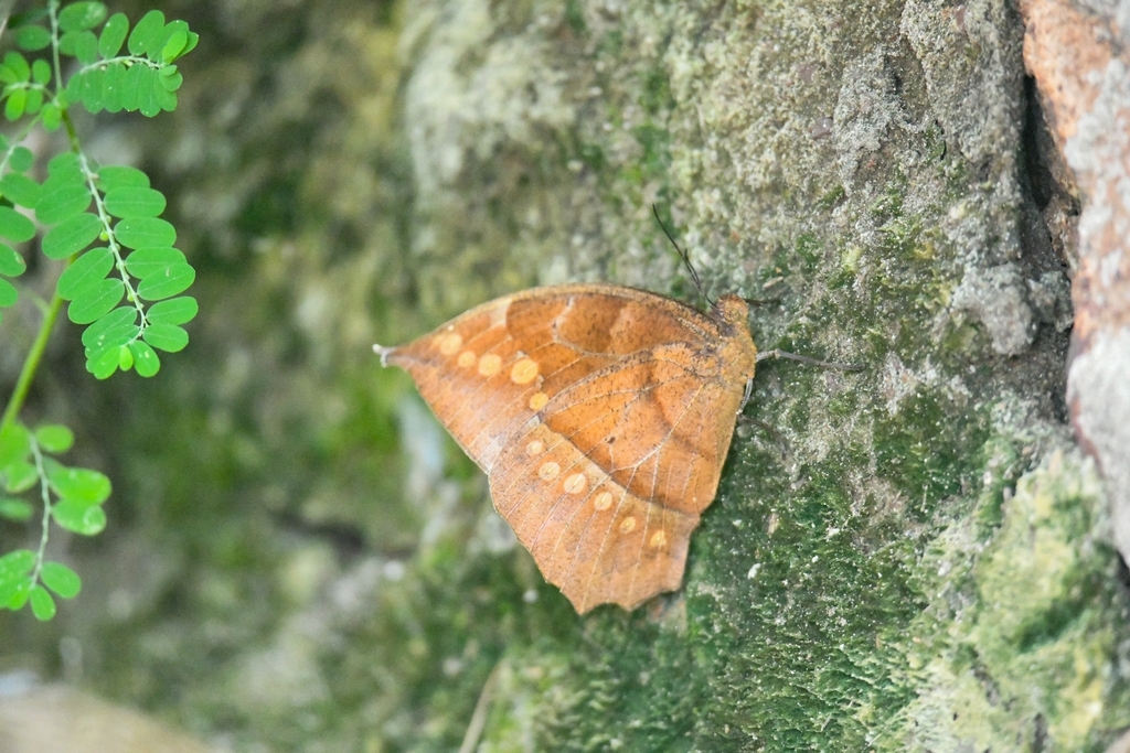Taygetis mermeria griseomarginata