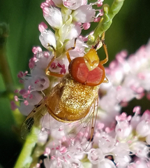 Copestylum sexmaculatum