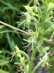 Platanthera lacera