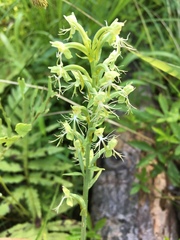 Platanthera lacera