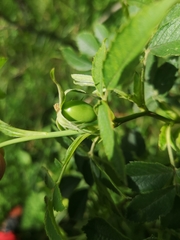 Rosa subcollina