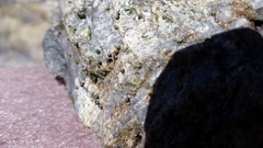 Pyrgulopsis