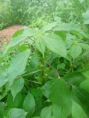 Acalypha indica