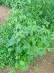 Acalypha indica