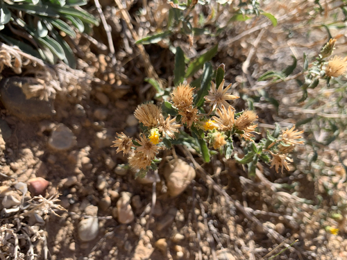 Image of Xanthisma grindelioides by (c) Zach Earl, some rights reserved (CC BY)
