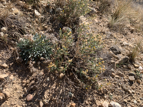 Image of Xanthisma grindelioides by (c) Zach Earl, some rights reserved (CC BY)