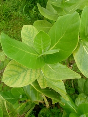 Calotropis procera