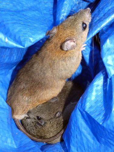Fawn-footed Melomys