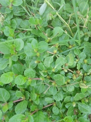 Alternanthera pungens