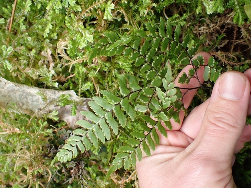 Image of Adiantum fulvum by (c) Benjamin Lavin, some rights reserved (CC BY)