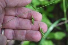 Carex formosa