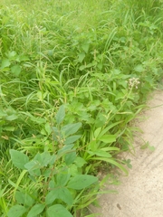 Desmodium tortuosum