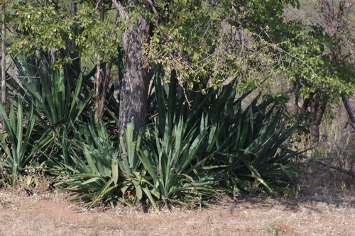 Agave sisalana image