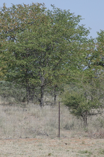 Mopane