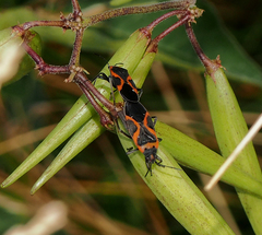 Lygaeus kalmii angustomarginatus