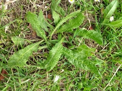 Tracheophyta