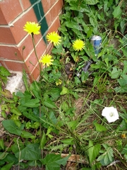 Asteraceae