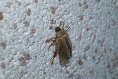 Amphimallon solstitiale