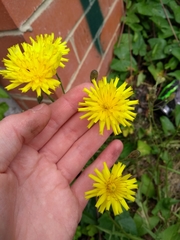 Asteraceae