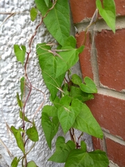 Angiospermae