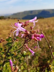 Syncolostemon rotundifolius