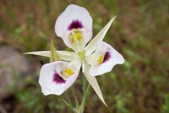 Calochortus eurycarpus