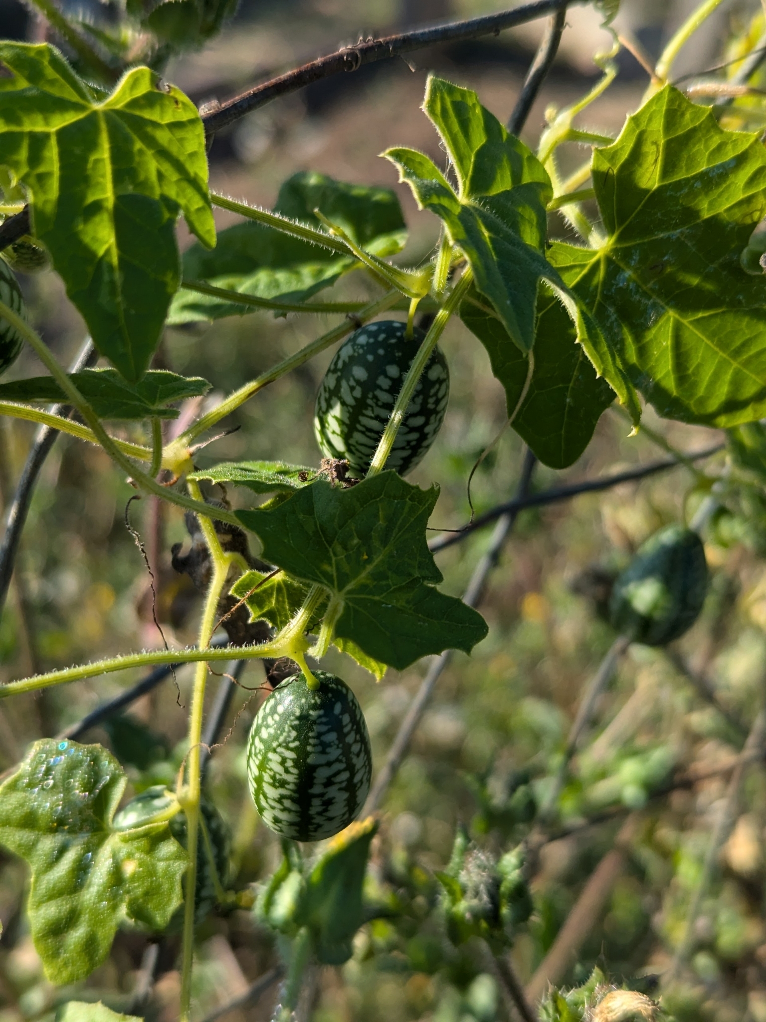 Imagem de Pepino-do-mato