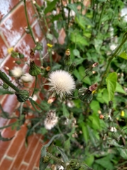 Angiospermae