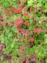 Geranium robertianum