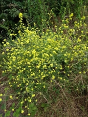 Angiospermae