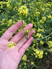 Angiospermae