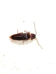 Deilelater ustulatus