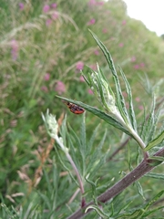 Harmonia axyridis